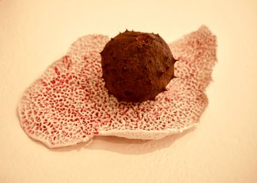 A textured brown seed resting on a porous, red and white surface.
