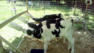 Bottle calves