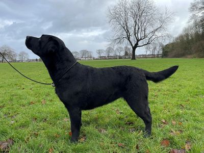 labrador retriever puppy