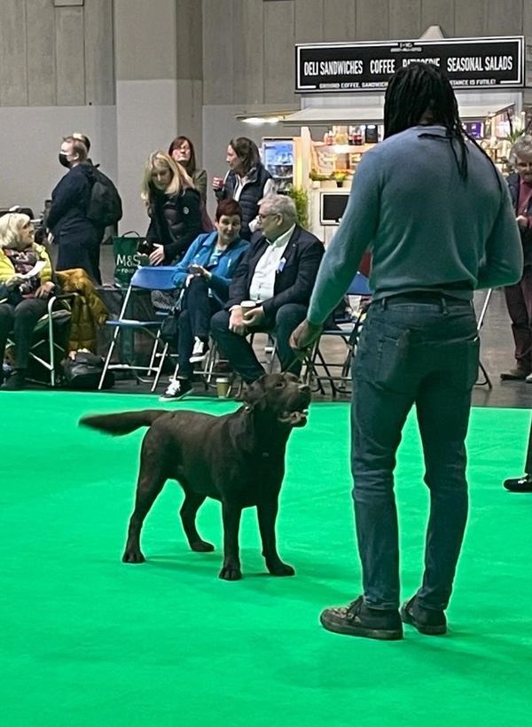 labrador retriever at Crufts dog show stud dog 