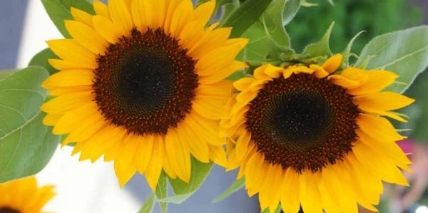 Sunflowers