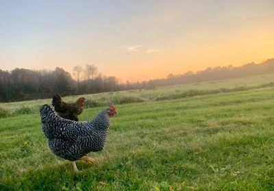 chickens in farm field