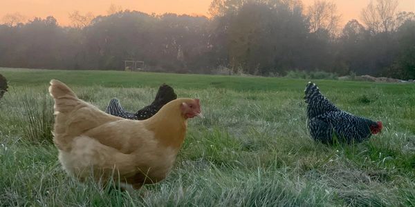 Free range chickens in our farm fields