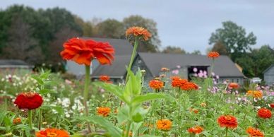 Zinnias in cut flower garden