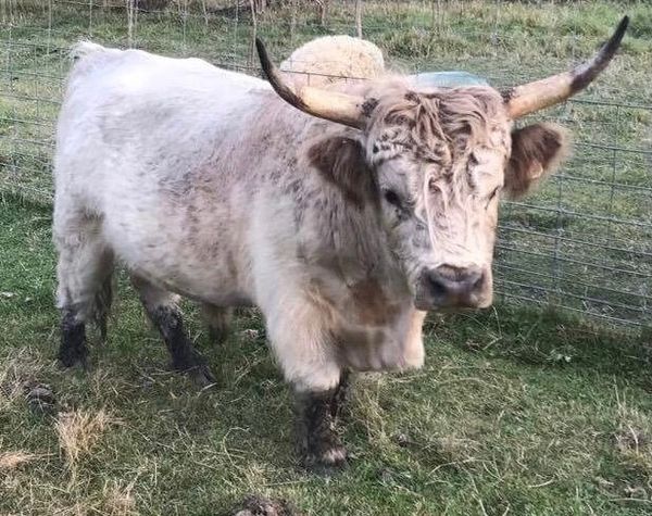 Pandarosa Miniature Ranch - Miniature Cattle, Breeder, Highlands