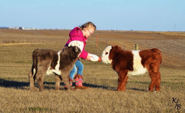 Pandarosa Miniature Ranch - Miniature Cattle, Breeder, Highlands