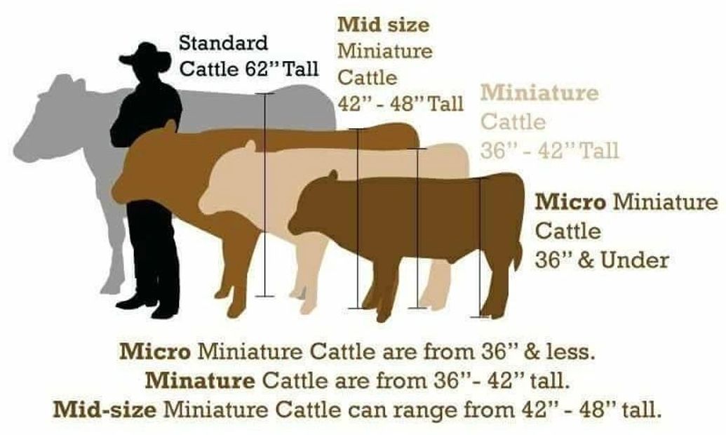 miniature-cattle-q-a