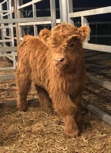 Mini Cows - Hilliker Farms