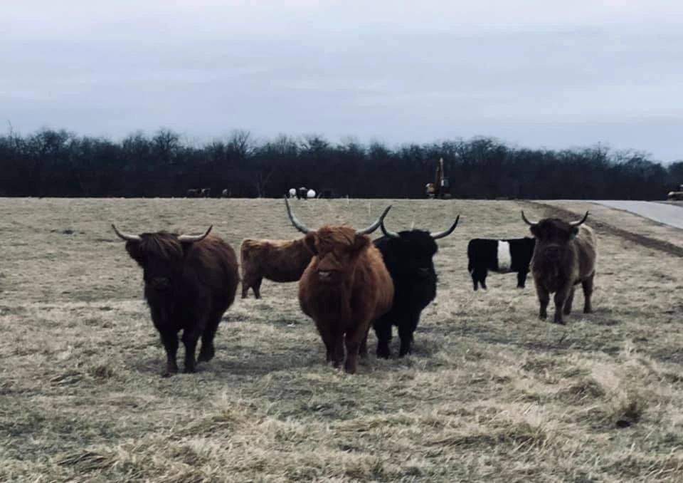 Illinois Pandarosa Ranch Mini Highland Cattle Panda Auction