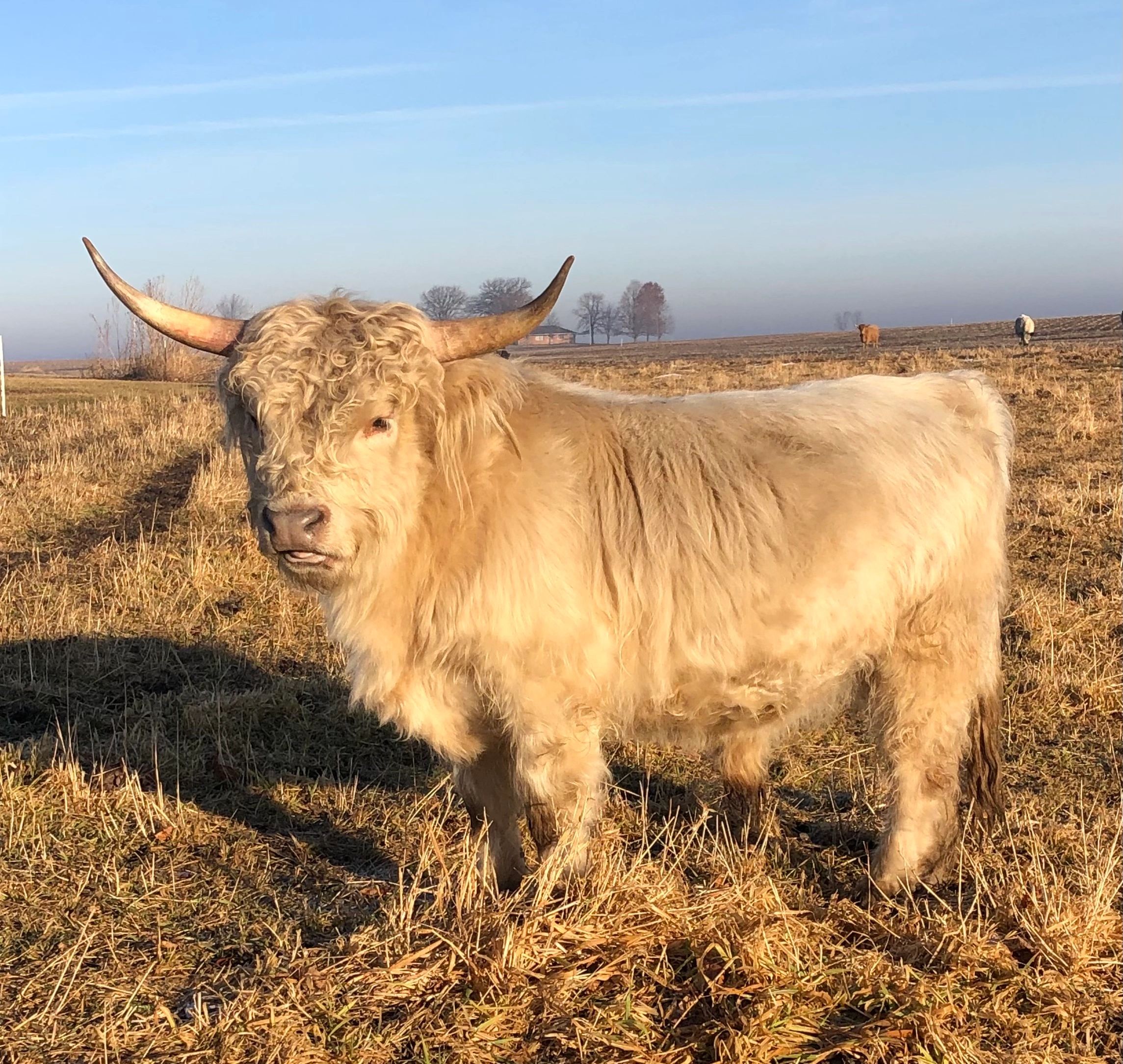 Pandarosa Miniature Ranch - Miniature Cattle, Breeder, Highlands