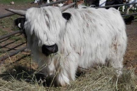 Pandarosa Miniature Ranch - Miniature Cattle, Breeder, Highlands