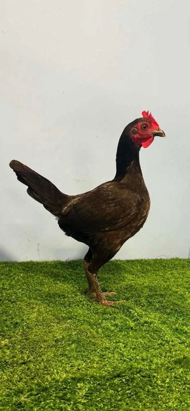 Champion Bird of Show: V&L Wood

