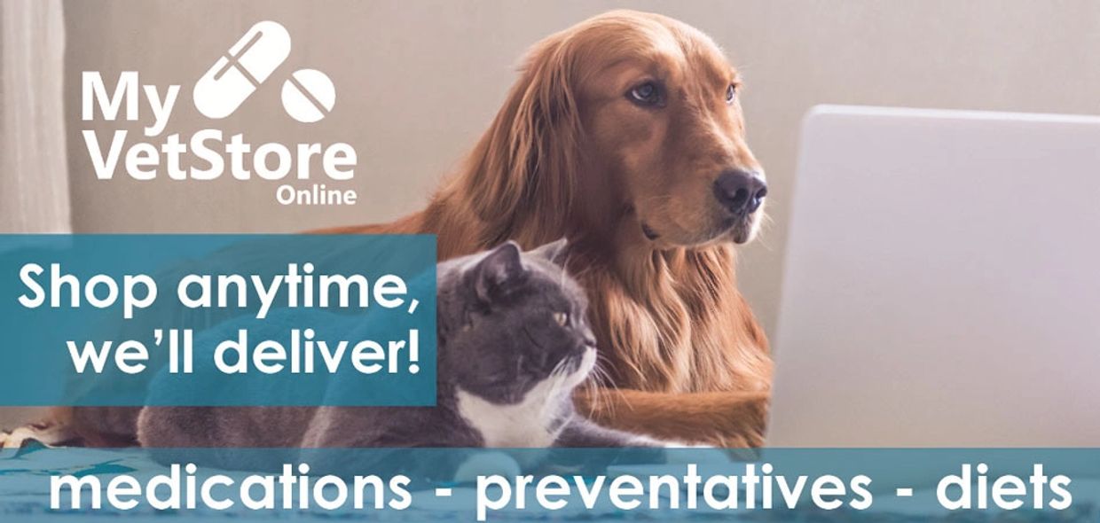 are dogs meds safe to buy online