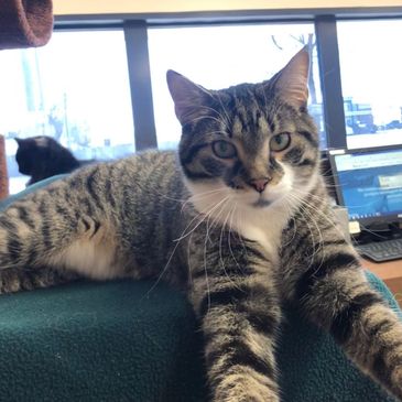 Tabby Veterinary Clinic Cat