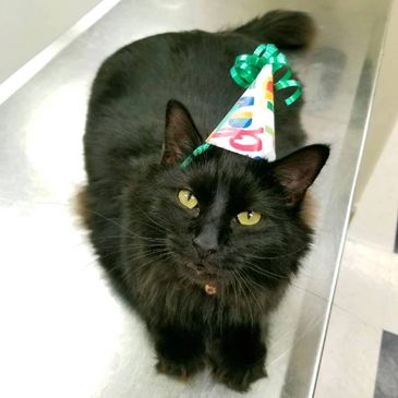 Black Veterinary Clinic Cat
