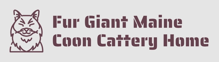 Fur Giant Maine Coon CatTARY HOME