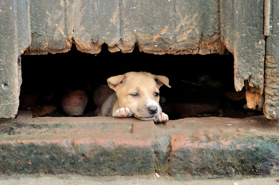 Stray Dogs Of India Fur Warriors