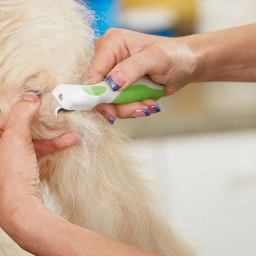 Dog being dematted before grooming