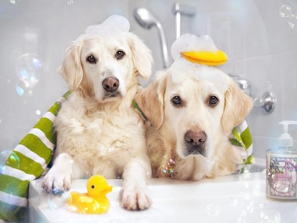 Two dogs bathing in a bathtub