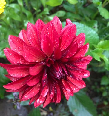 Close-up of a vibrant red flower with water droplets on its petals.
