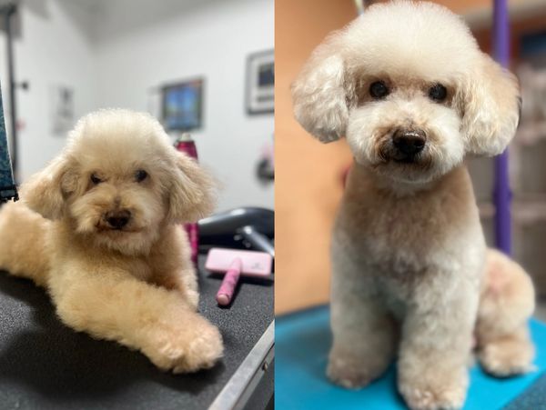 Before and after grooming of a fluffy beige poodle.