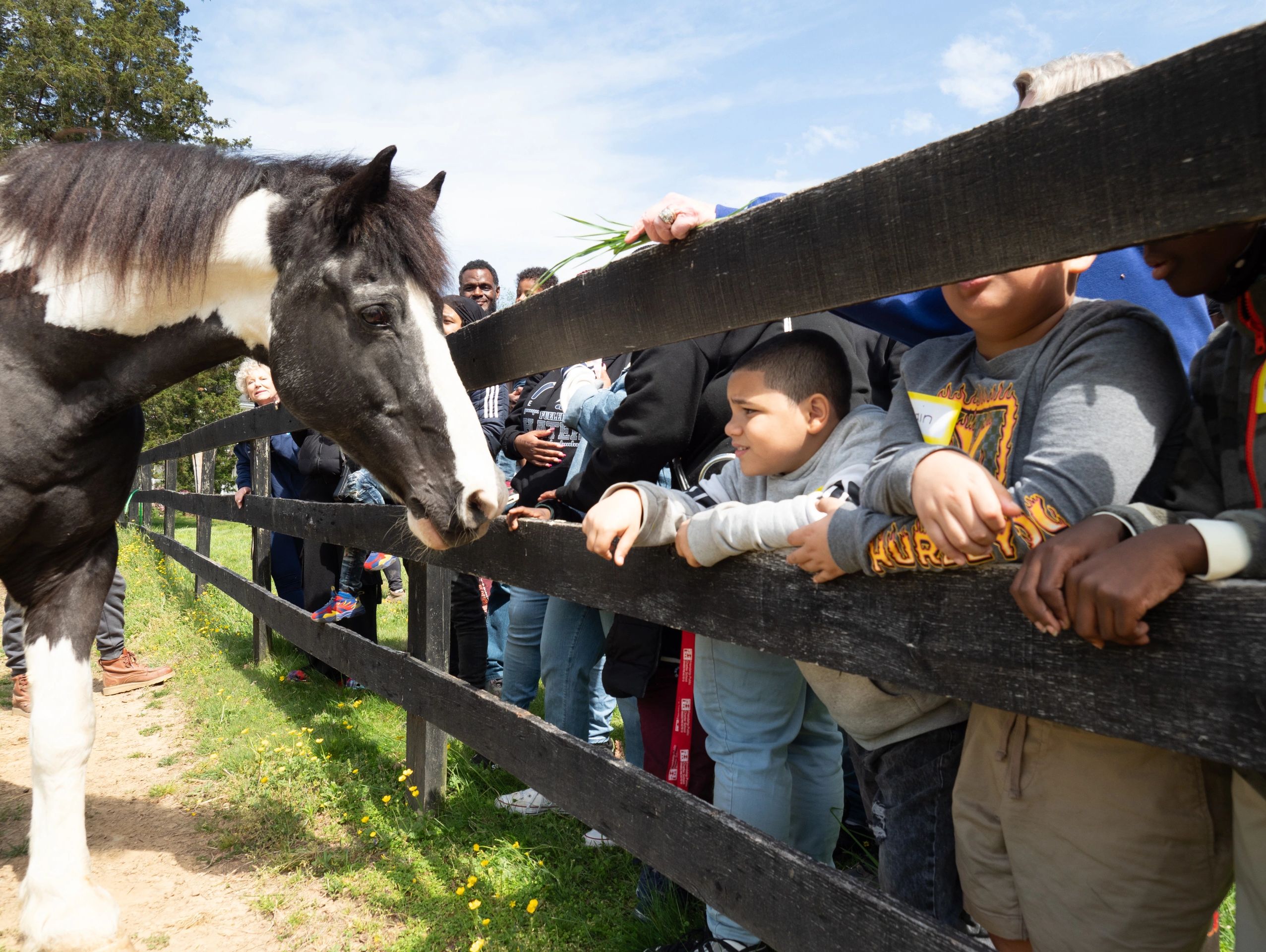 Children and adults watch and feed a black-and-white horse over a wooden fence.