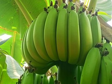 Close-up of a bunch of green bananas on the tree with large leaves.