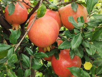 Ripe pomegranates growing on a lush green tree.