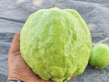 A hand holding a large, green guava fruit outdoors.