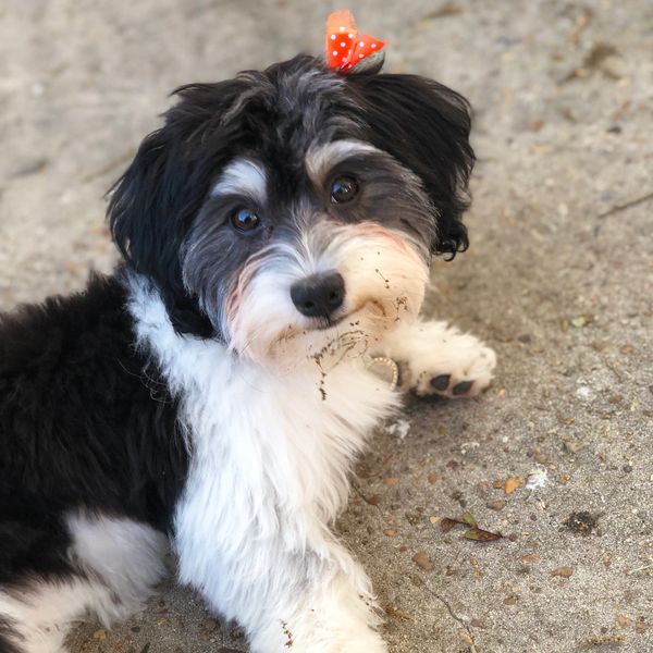 Black Irish Pied Havanese