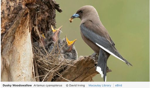 October Big Day 2020: a global birding phenomenon
By Team eBird October 22, 2020