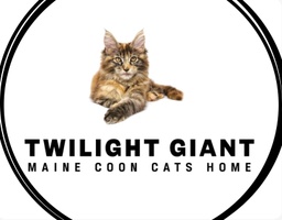 Twilight Giant Maine Coon Cats