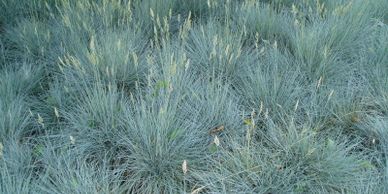 blue fescue grass is great water saver 