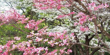 dogwood trees that attract butterflies