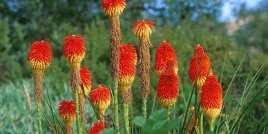 red hot poker plants that hummgbirds love