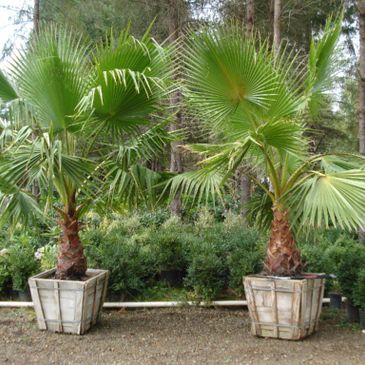 tropical trees and plants for the pacific northwest