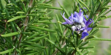 rosemary plants that bees love