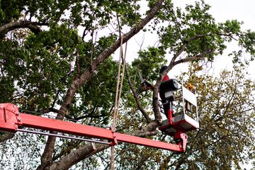 A+ Reliable Tree Service | A+ Reliable Tree Service