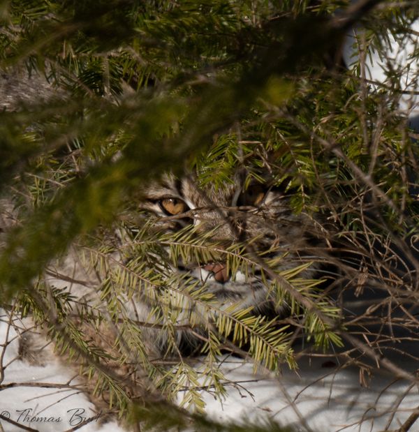 Bobcat- Jefferson, Nh