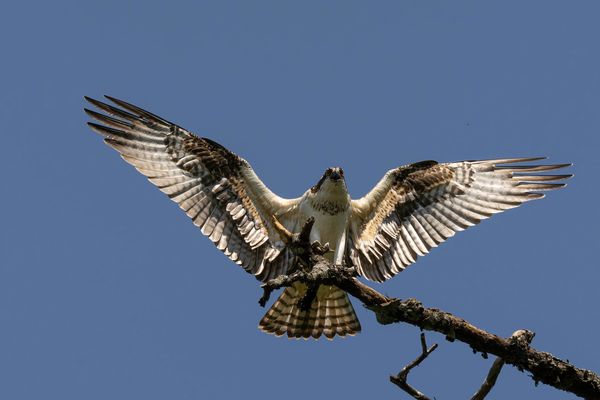 Osprey- Stratford NH