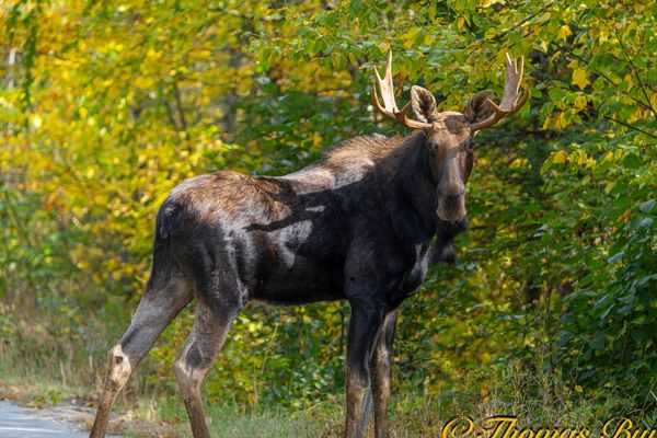 Moose- Whitefield, Nh