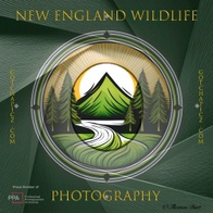 New England Wildlife Photography 