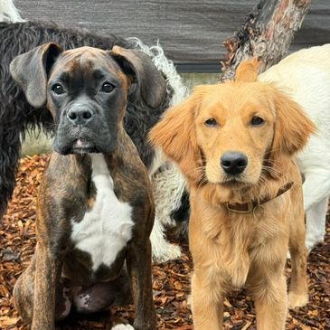 Two dogs, one brindle boxer and one golden retriever, sitting and standing together.