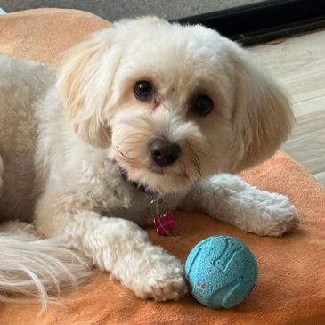 Small white dog lying with a blue ball on an orange cushion.