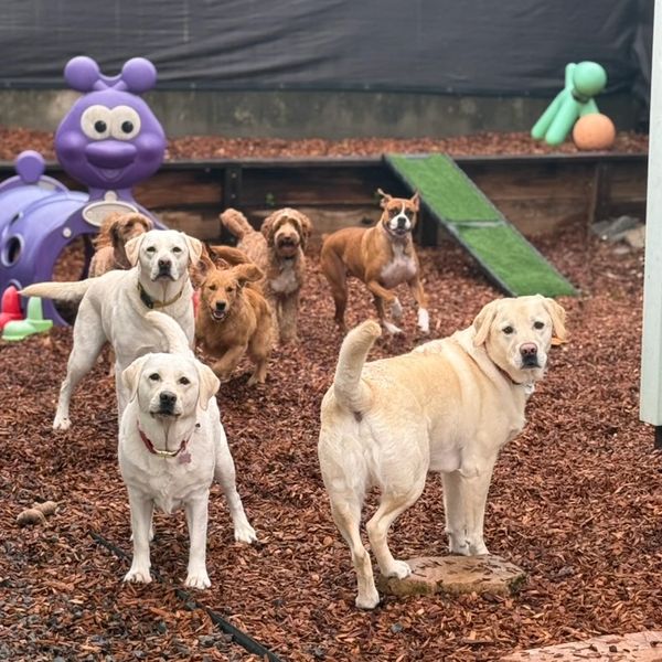 Seven dogs play in a fenced outdoor area with playground equipment.