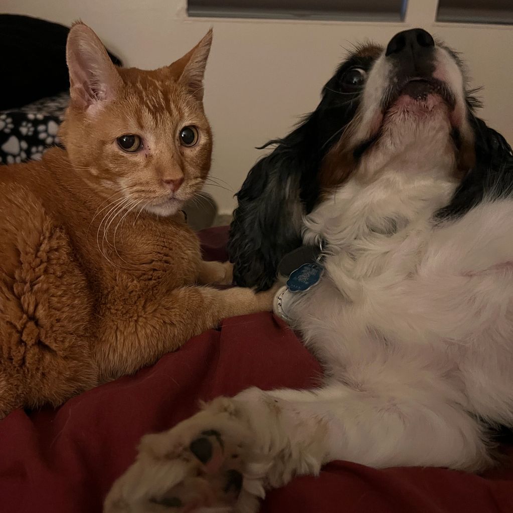 A ginger cat and a black-and-white dog lying together on a bed.