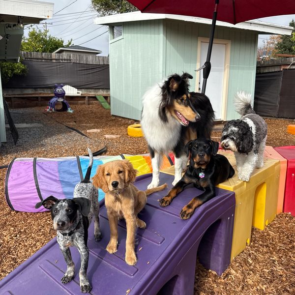 Five playful dogs posing on colorful playground equipment outdoors.