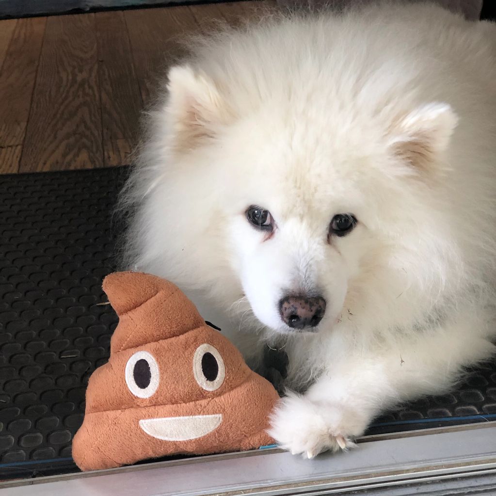 Fluffy white dog lying next to a poop emoji plush toy indoors.