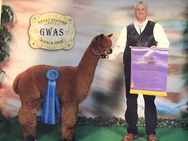 Herd of alpacas with one brwon alpaca in the foreground.

