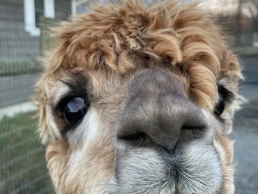Fluffy brawn alpaca standing in a sunny farm field.

